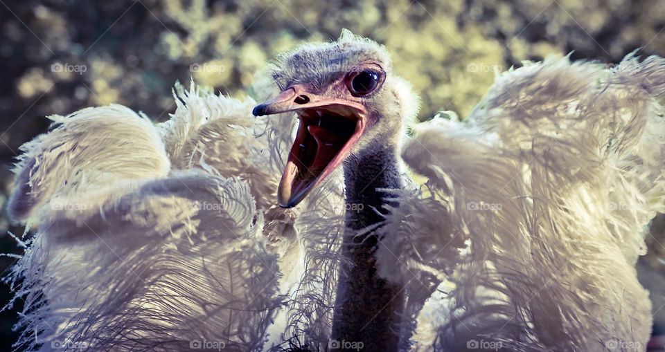 The ostrich is all flustered & furious with feathers flying