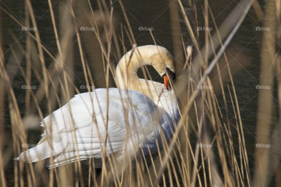 close up of a white swan