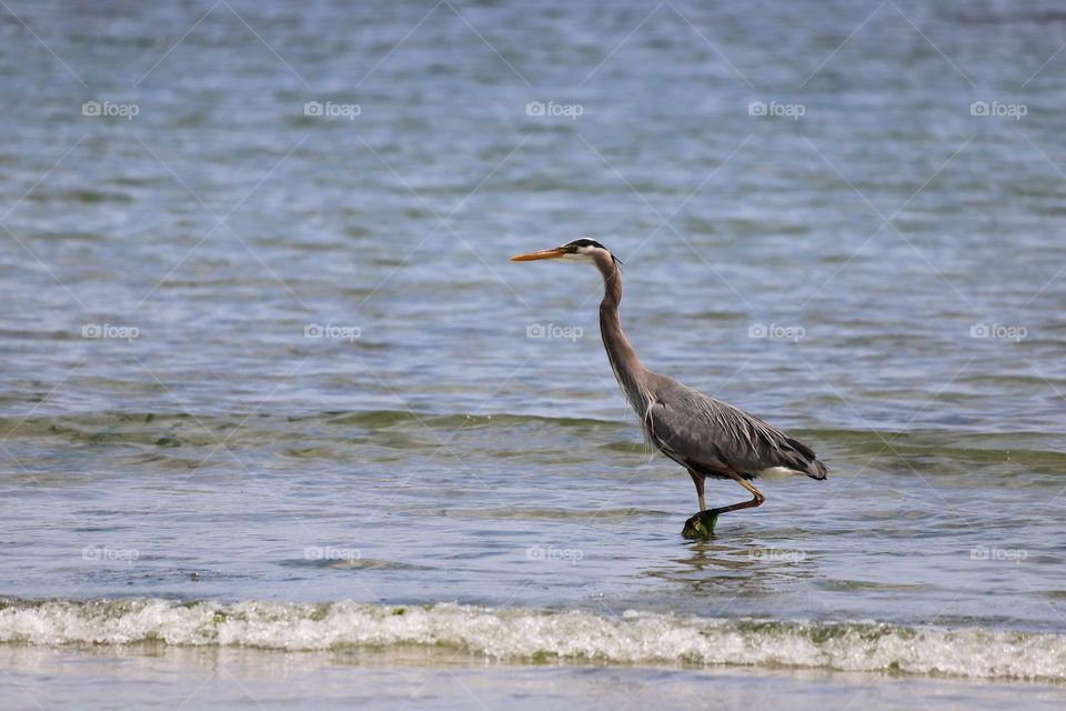 Heron walking in shallow 