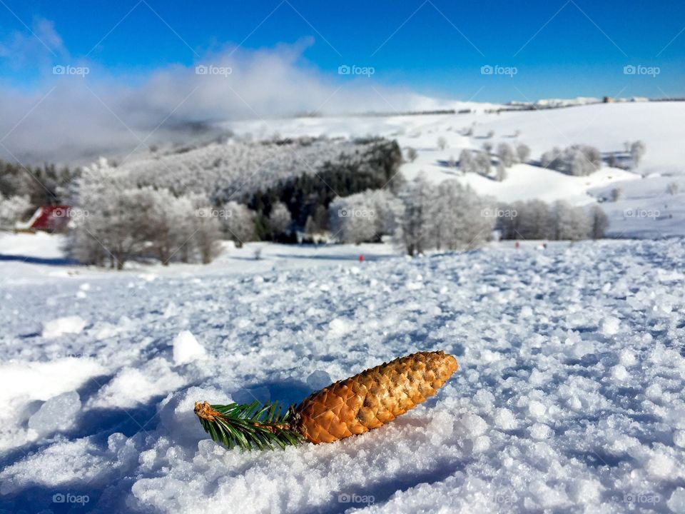 Pine cone fallen down on snow with mountains in the background
 