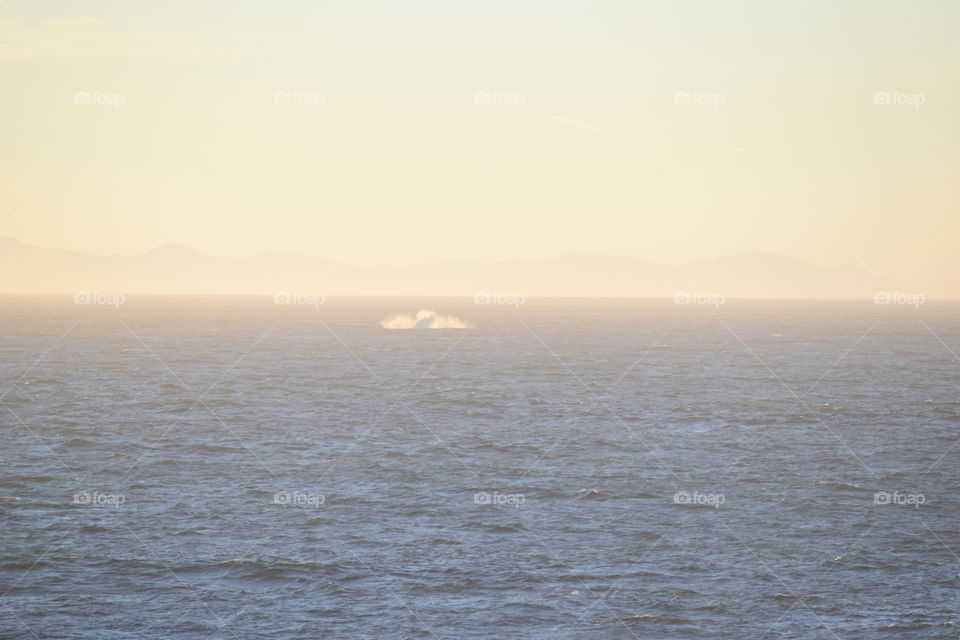 Morning Whale Watching