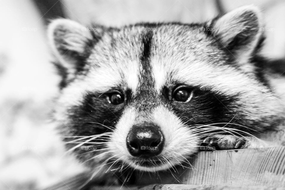 cute raccoon black-and-white
