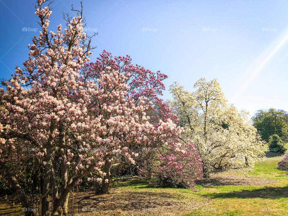 Pink and white blossoming Magnolia trees at the National Arboretum in Washington, D.C. 