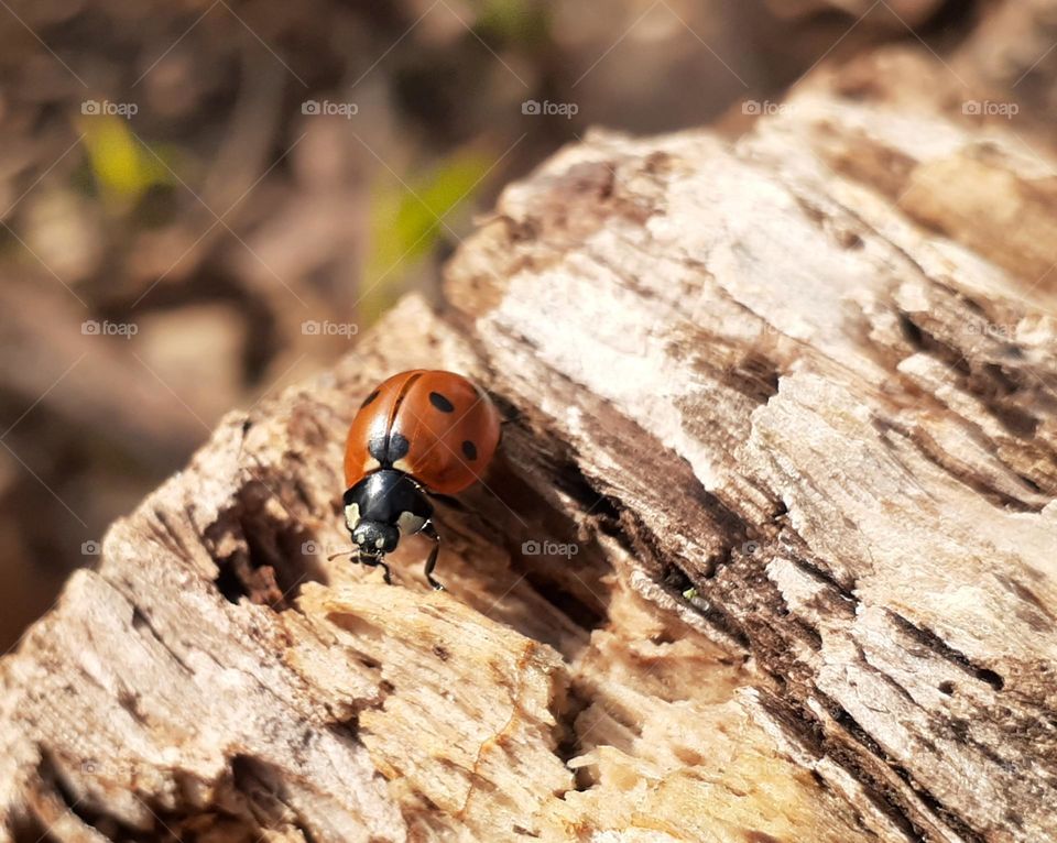 Photo of a spring ladybug on the bark of a tree