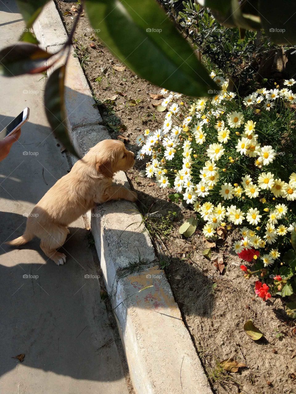 A cute puppy smelled flowers, so lively. everyone had a happiness feeling watching this scene.