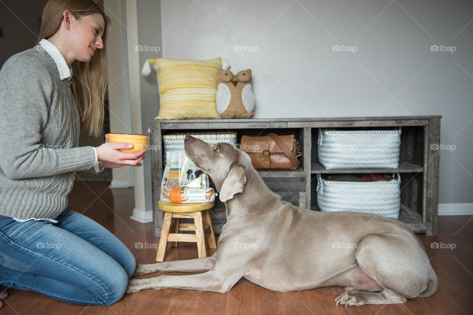 Young woman feeding her pet weimaraner dog indoors