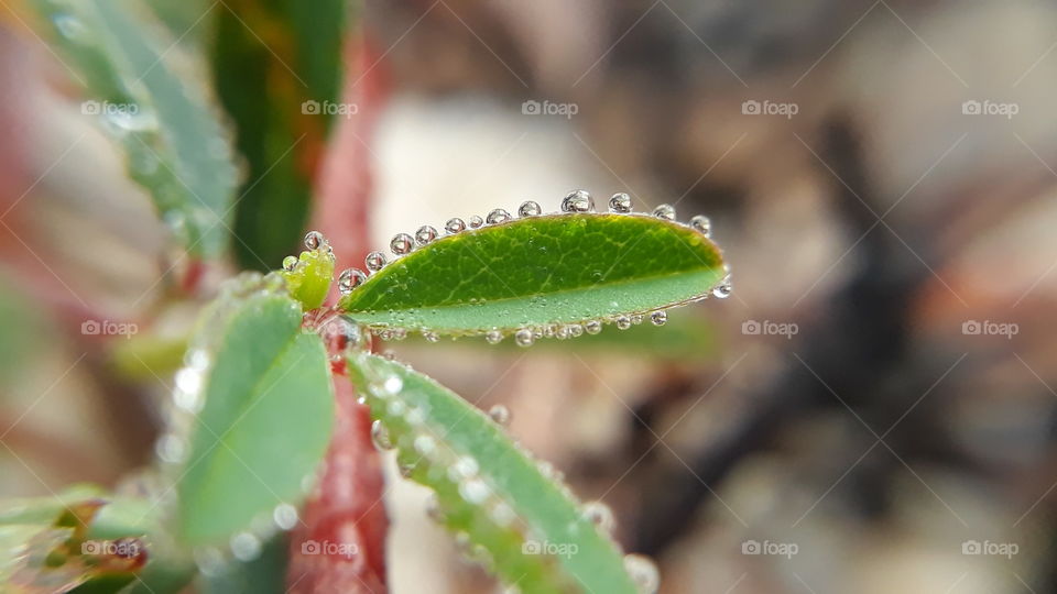 leaf and ice