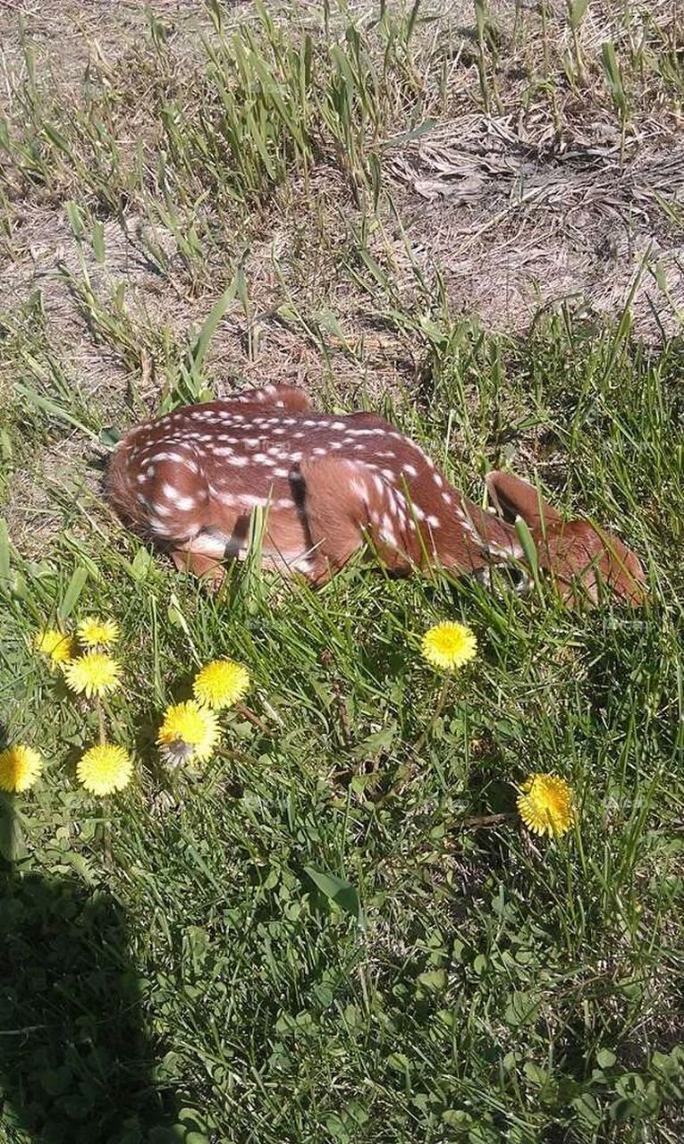 camouflage deer