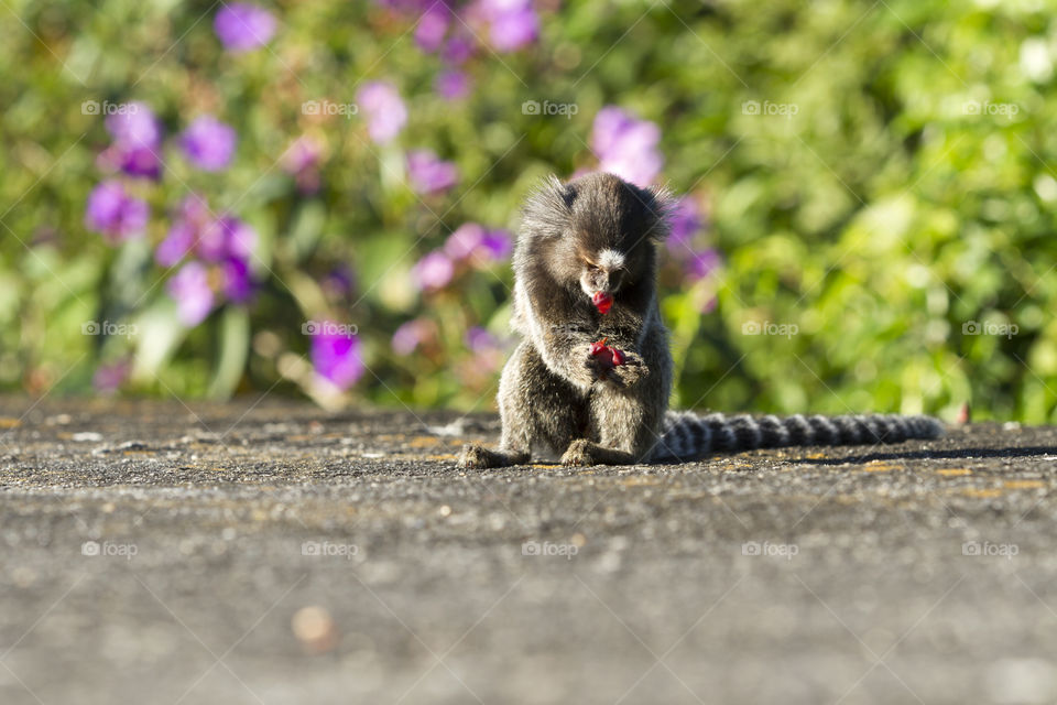 little monkey in Rio de Janeiro Brazil.