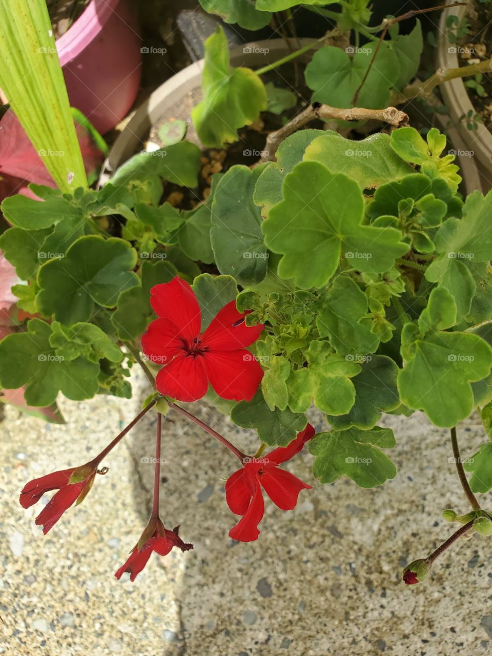 red geranium