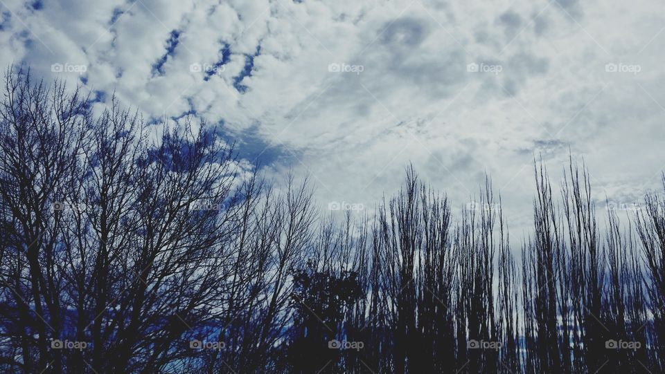 No Person, Nature, Tree, Landscape, Sky