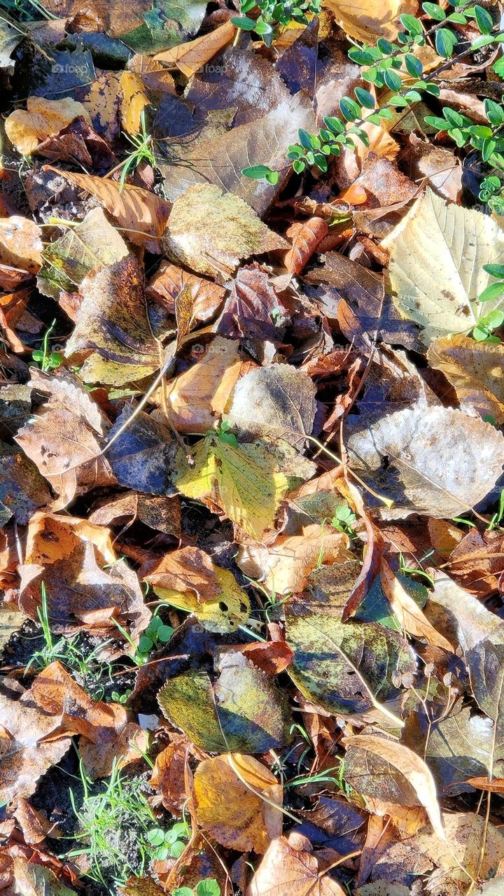 Beautiful colorful autumn leaves