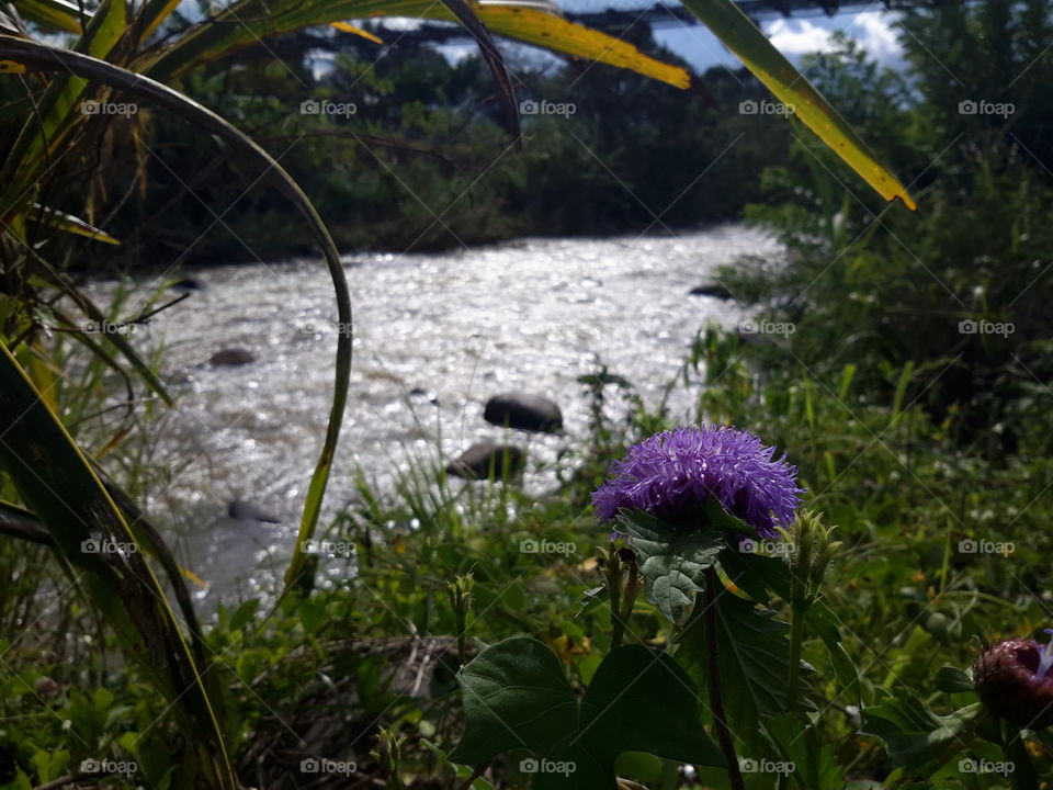 purple flower in the river bank.