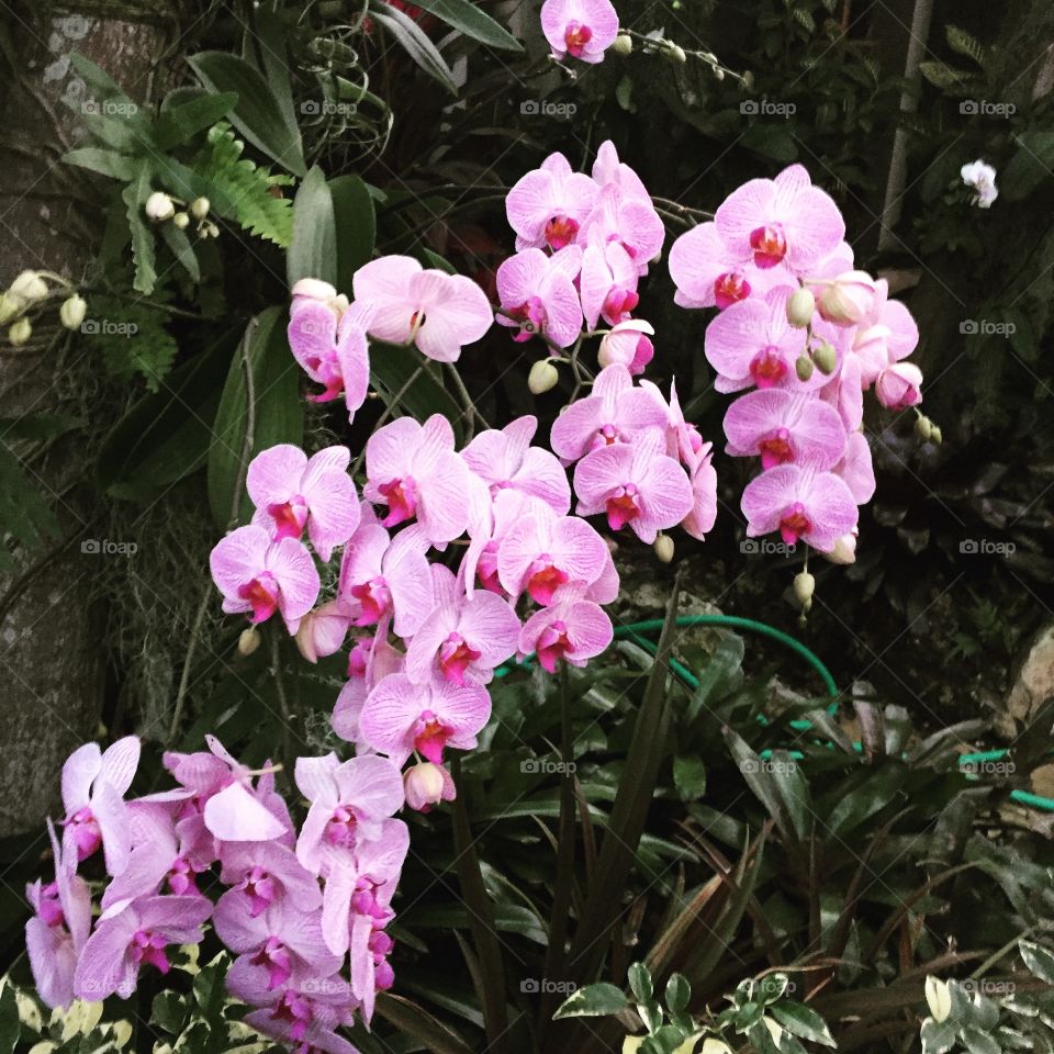 Orchids I