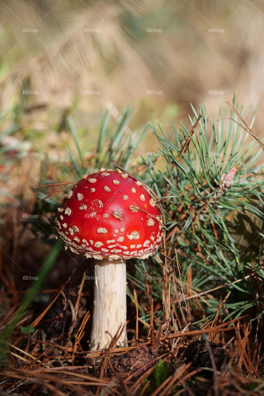 Fly agaric