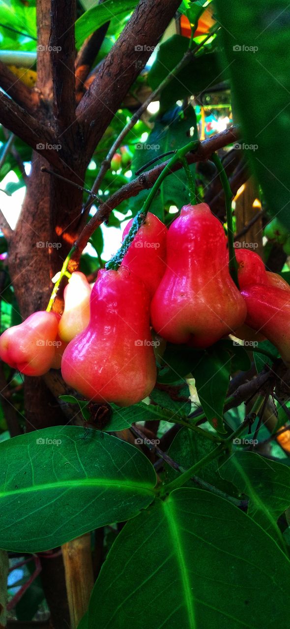 Water guava still on the tree