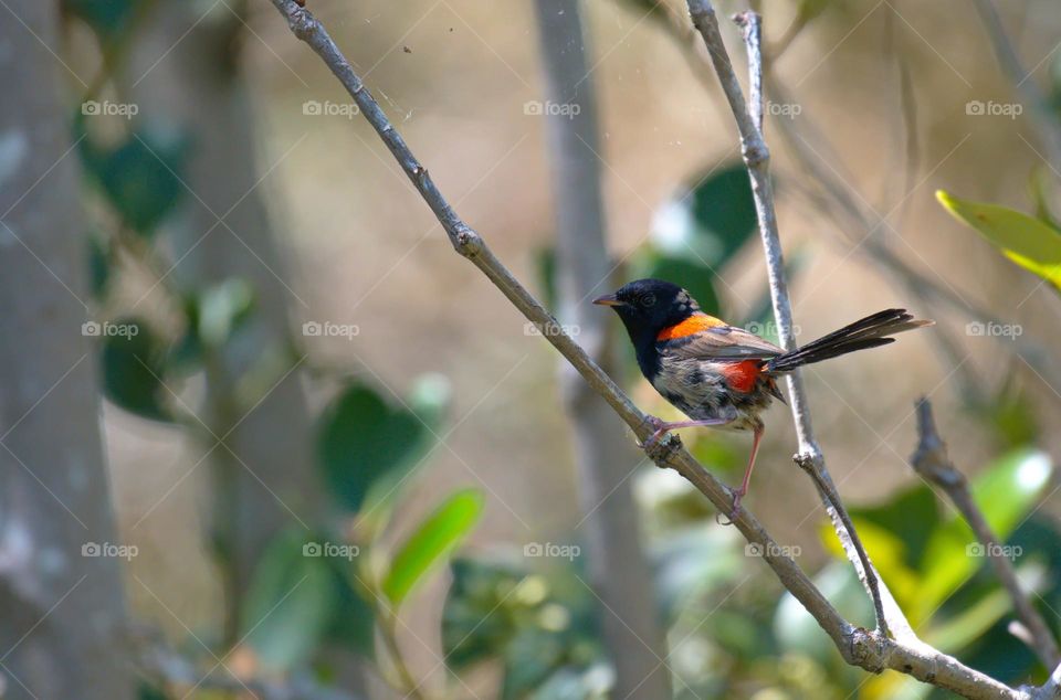 red-backed fairywren is a species of passerine bird in the Australasian