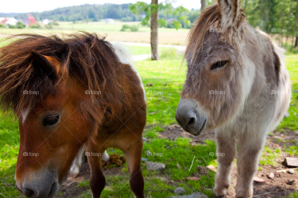 Horses