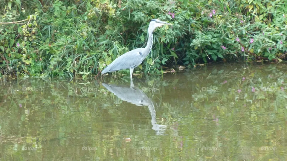 Graureiher am Fluss