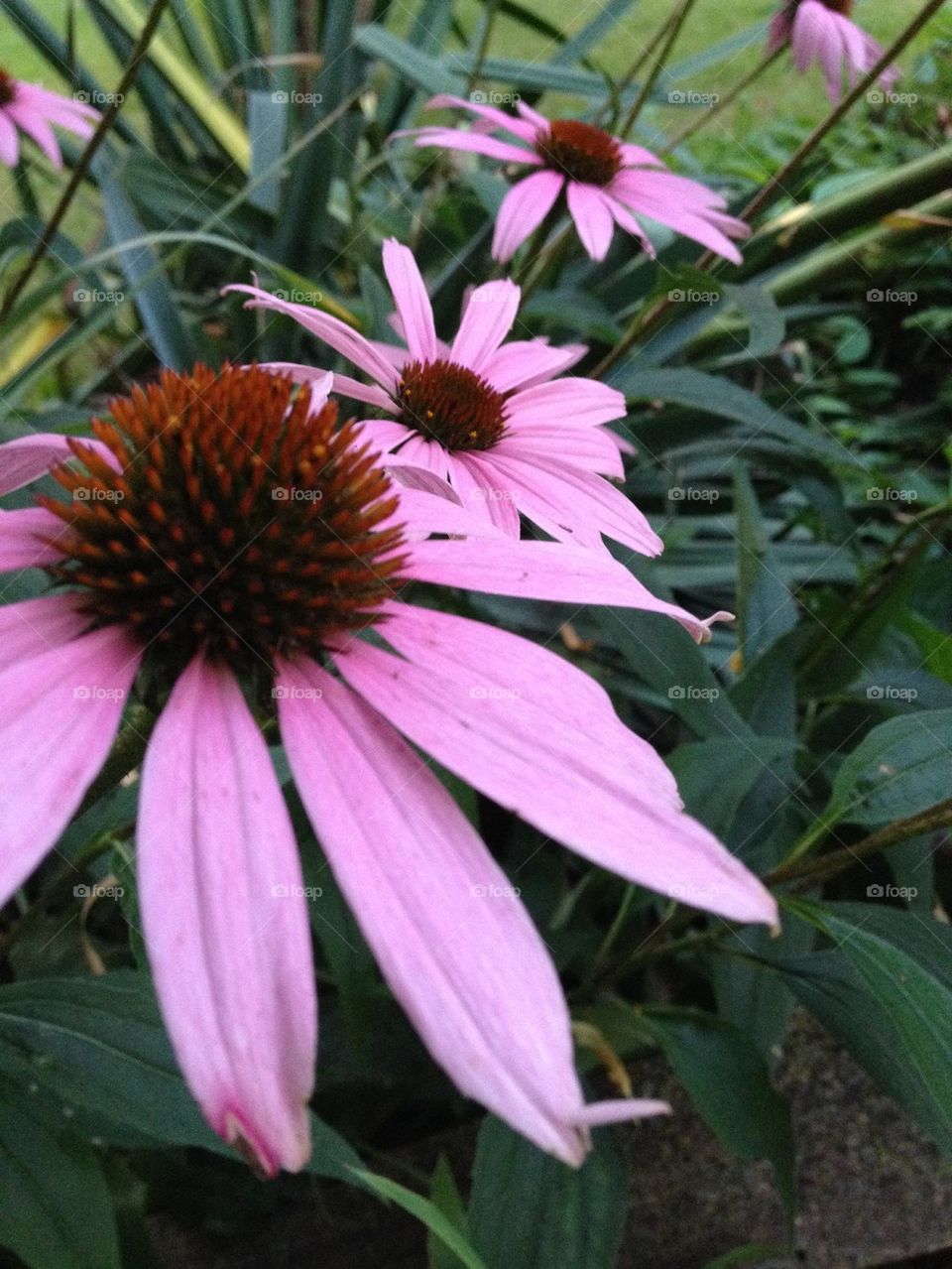 Purple coneflowers 