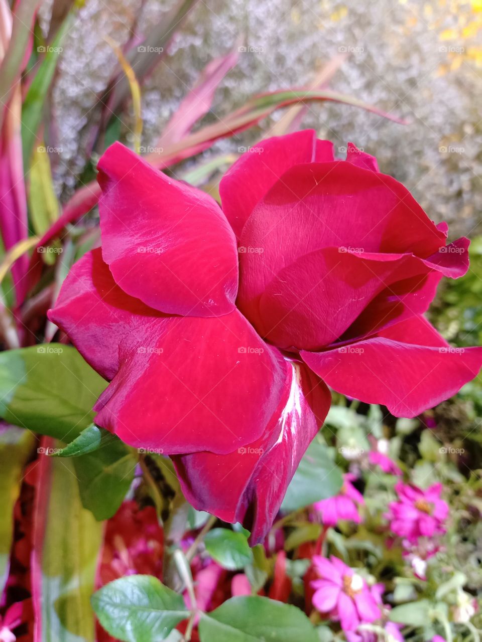 Beautiful red rose