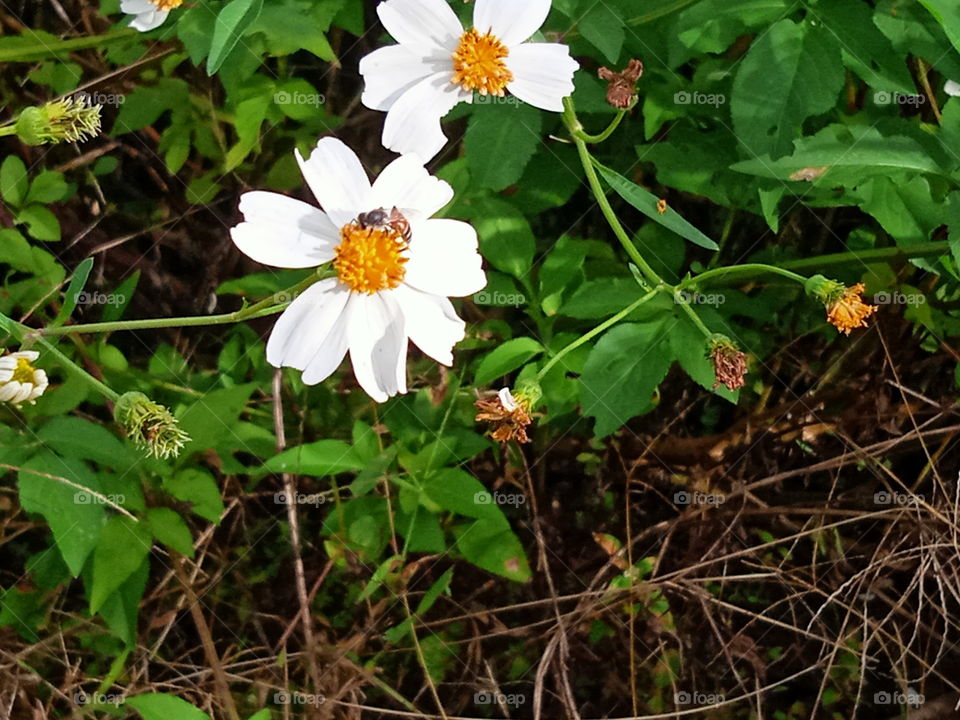 beautiful flowers on the way to my field.