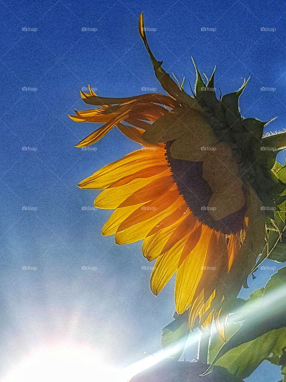 Sunflower