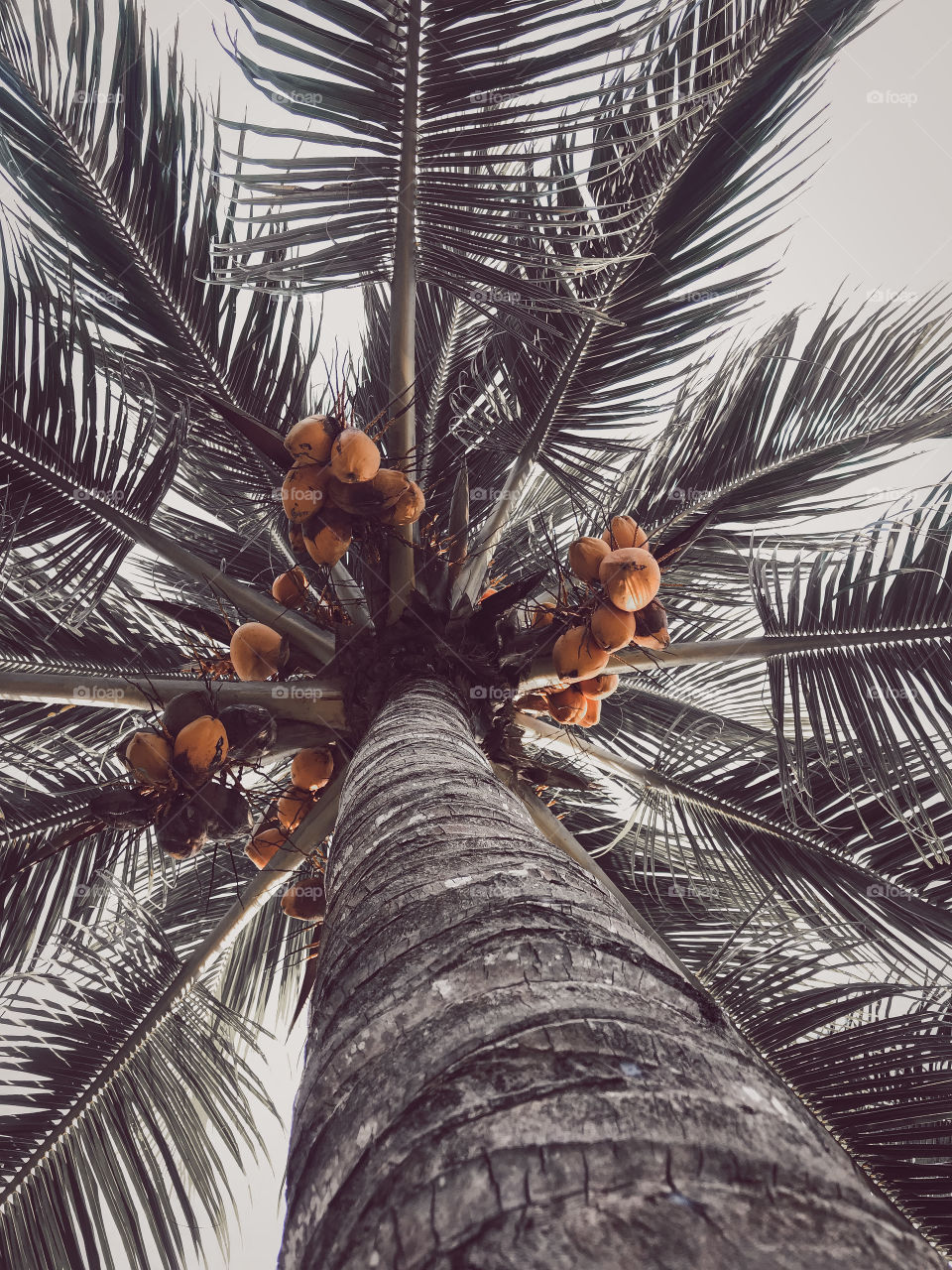 Muitos cocos deliciosos a beira mar🌊