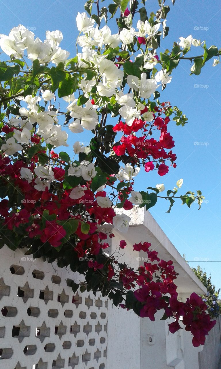 flowers and blue sky