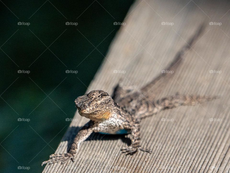 A small lizard casts a weary eye on me as I move in to take his picture