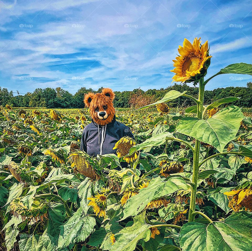 Scary bear in a sunflower field, Bear in a field, person wearing mask in a field, sunflower field scares, fear in a field, afraid to go in the fields