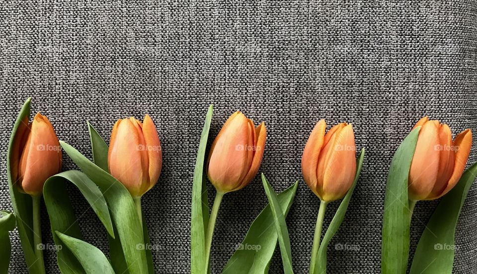 Arrangement of tulip flowers