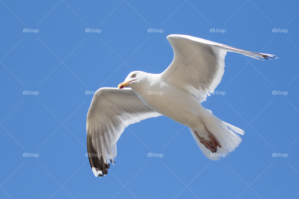 Close up on seagull bird in flight  - närbild på flygande mås gråtrut