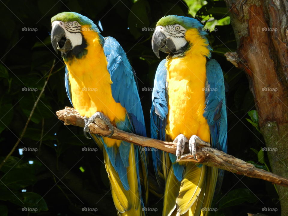 A pair of macaws in a tree