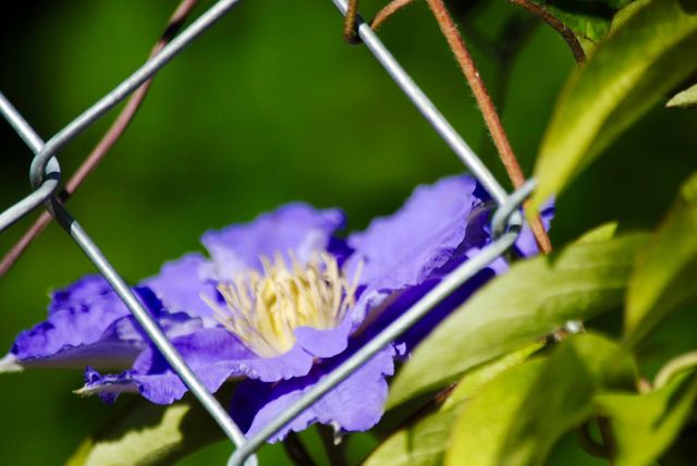 Lavender Clematis Seen Through the Chainlink Fence
