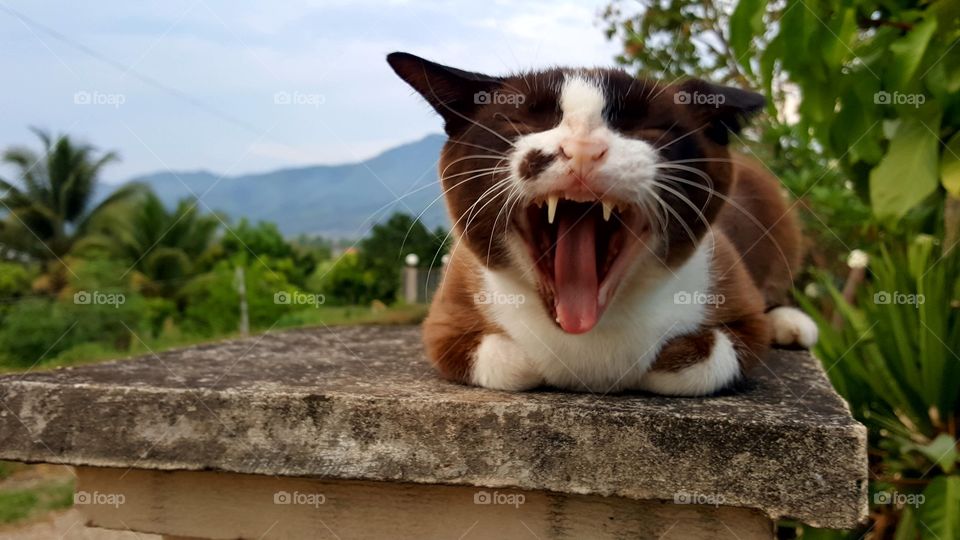 Front view of a cat yawning outdoors
