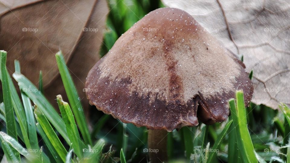 Mushroom on grass