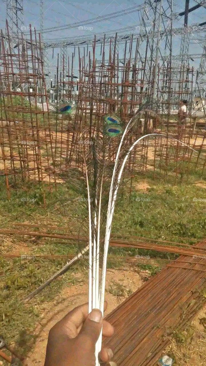 A beautiful and attractive view of peacock petals.