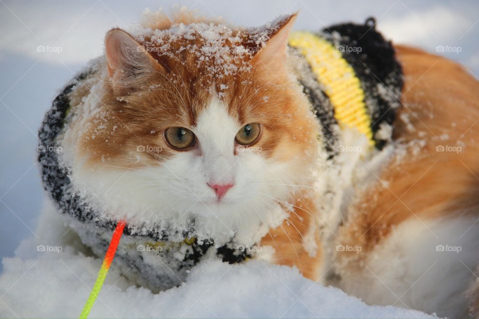 Norwegian forest cat