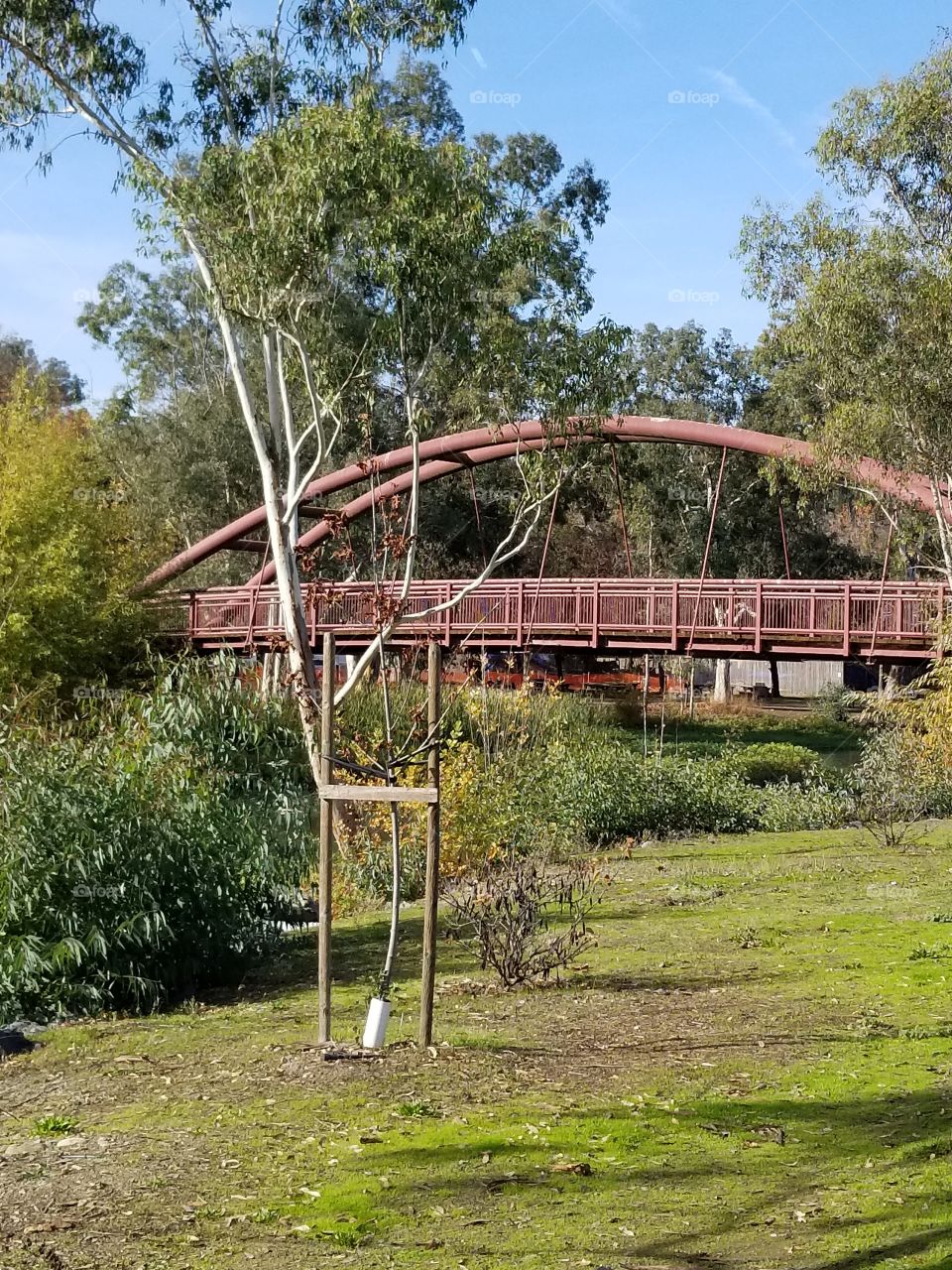 bridge nature