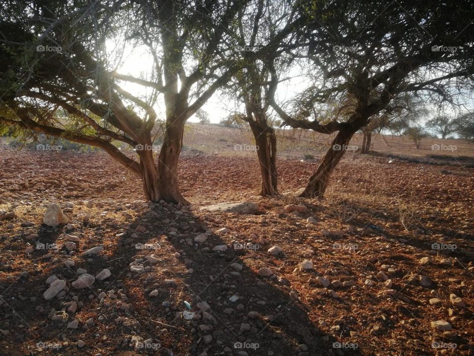 Argan tree