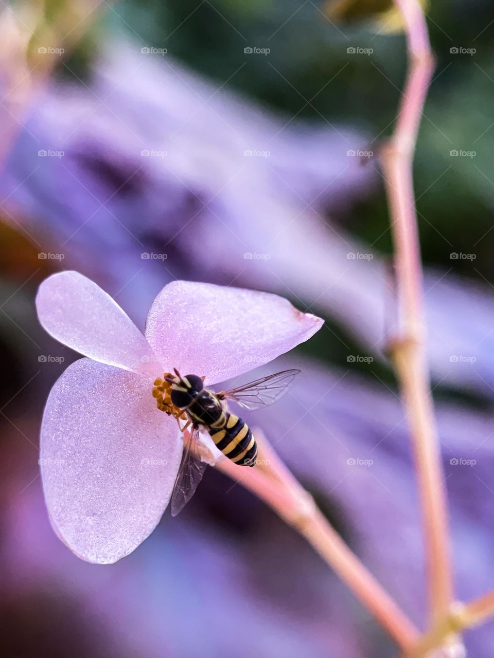 A bee searching for honey on a pink flower with blurry background 