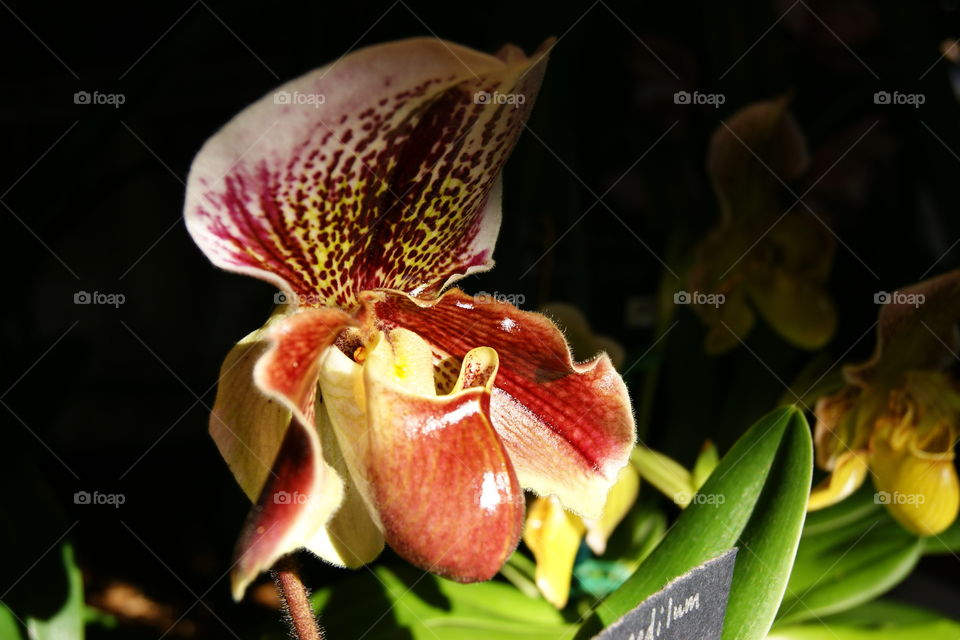 Greenhouse Paphiopedilum ‘Venus Slipper’ Orchid found in tropical forests of Southeast Asia.