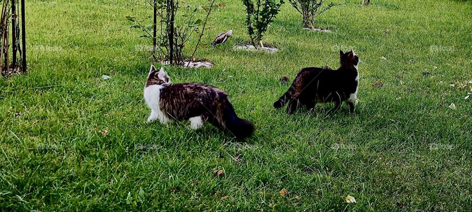 These two kitties taking a leisurely stroll are „Roukey“ and his sister „Linda“. They live in a beautiful house with a large garden that invites them to go on all sorts of adventures. 2023. Hypnotic Productions