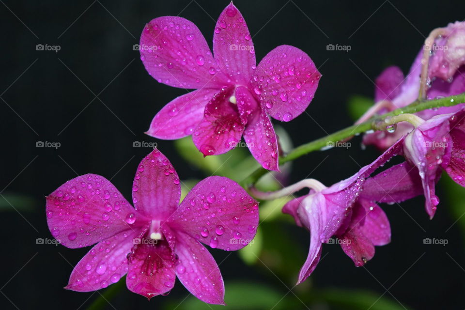 orchids in black background