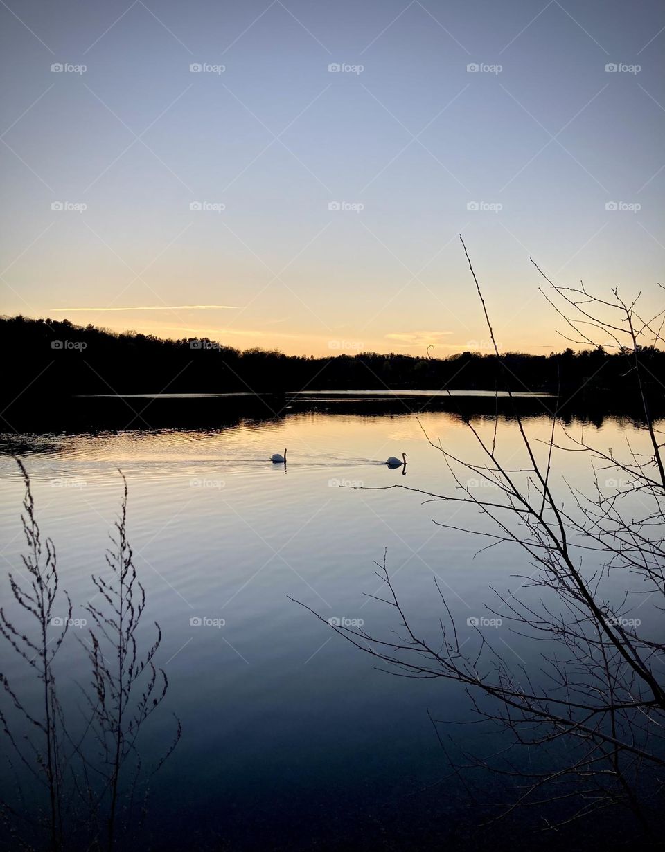 Geese gliding through sunset waters