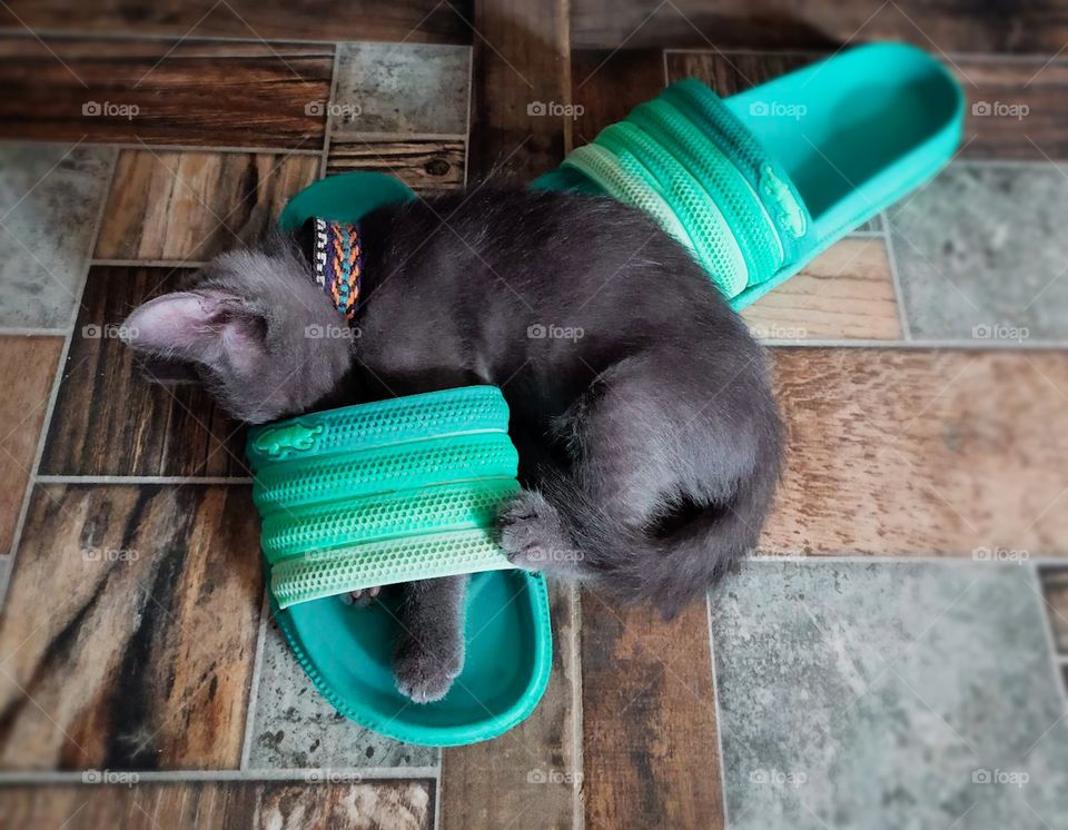 kitten sleeping in a flip flop