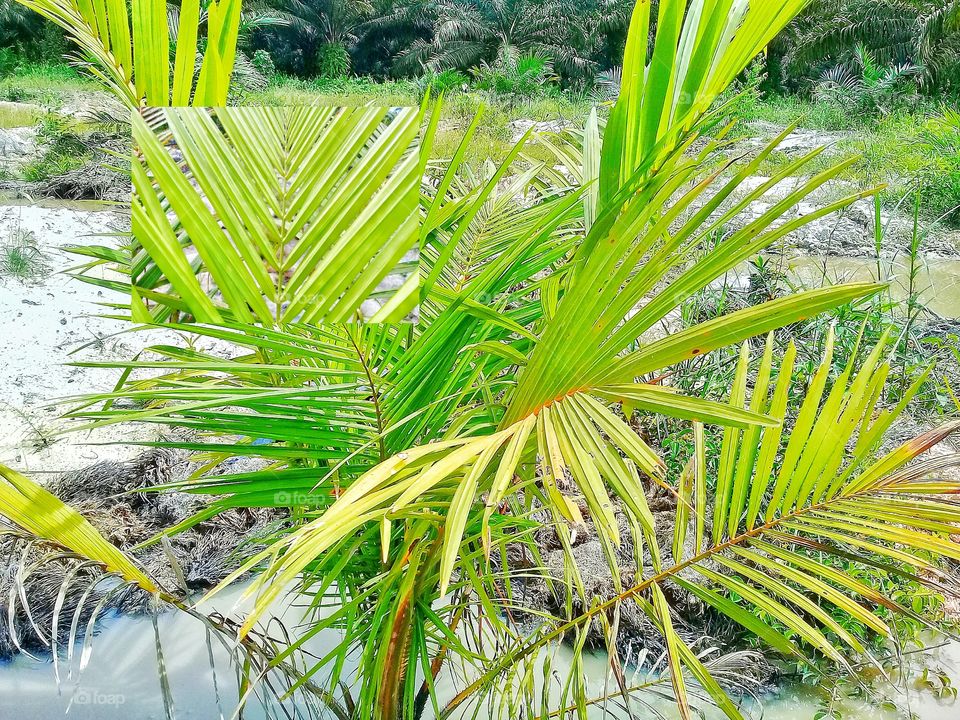 palm oil nitrogen deficiency.symptoms:pale leaves,yellow leaves either in the upper or lower midrib.