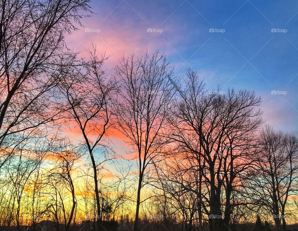 Silhouette of bare trees during sunset