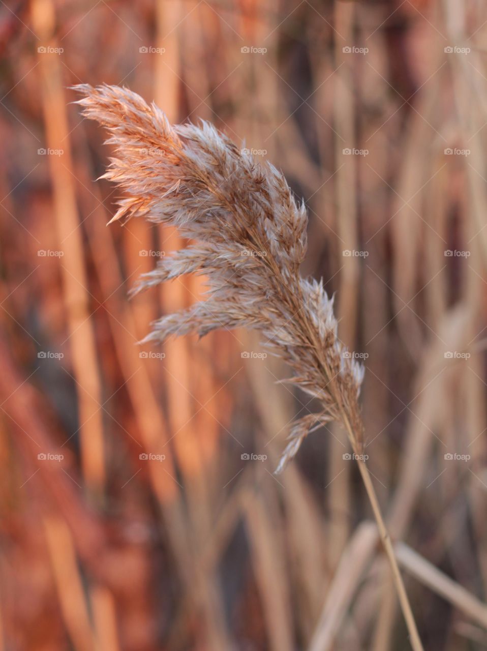 Dry grass 